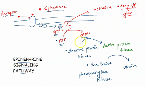 during-a-fight-or-flight-response-in-mammals-the-adrenal-gland-releases-a-hormone-called-epinephrine-that-stimulates-liver-cells-to-release-glucose-for-emergency-fuel-describe-and-explain-th-50106