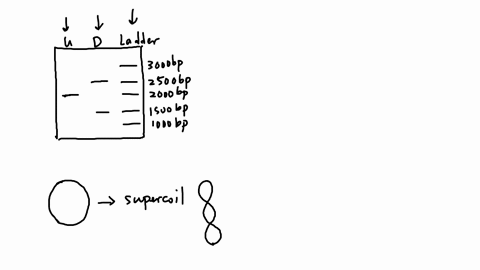 10-you-are-provided-purified-sample-circular-plasmid-which-has-been-determined-to-have-exactly-two-cut-sites-for-the-enzyme-ecori-you-digest-the-plasmid-with-ecori-and-analyze-10-ng-of-cut-o-16301