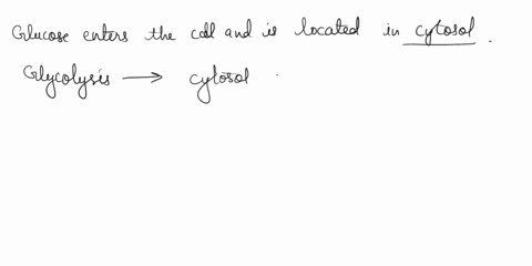 prior-to-glycolysis-glucose-cytosol-glycolysis-inputs-outputs-glycolysis-cac-imm-citric-acid-cycle-omm-3etc-iii-hh4-4-atp-synthase-atp-synthase-26358