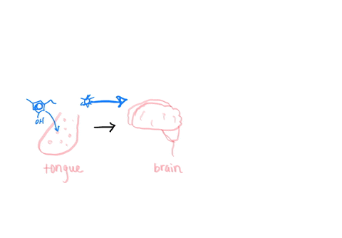 taste-buds-on-the-surface-of-the-tongue-can-detect-a-taste-only-when-chemicals-are-dissolved-in-saliva-so-that-chemoreceptors-can-start-an-impulse-to-the-brain-which-of-the-following-stateme-84781