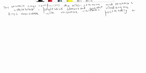 describe-the-features-of-the-bones-and-the-muscles-forming-the-thoracic-cage-35196