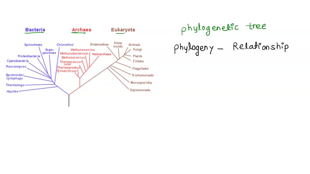 Solved Explain How The Phylogenetic Tree Of Life Shows The