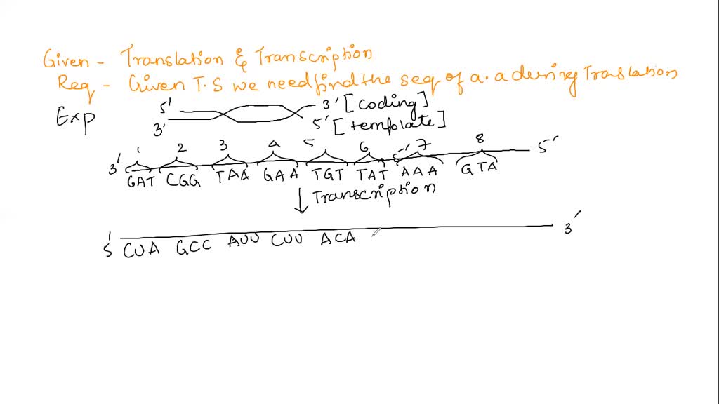 SOLVED Here is the coding strand 3’ GAT CGG TAA GAA TGT TAT AAA GTA 5’ Show me the DNA complete