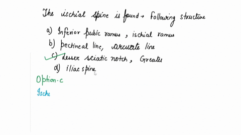 the-ischial-spine-is-found-between-which-of-the-following-structures-a-inferior-pubic-ramus-and-isch-95073