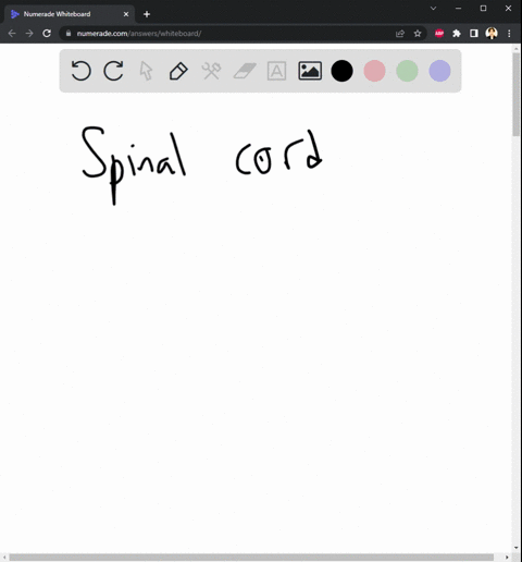 explain-spinal-cord-healing-process-without-using-medical-terms-99156