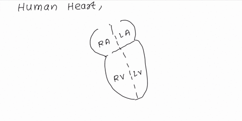 10-what-are-the-two-major-veins-that-returnsthe-blood-to-the-right-atriuma-pulmonary-and-circulatory-vena-cavab-aortic-and-atrial-vena-cavac-systemic-and-superior-vena-cavad-superior-and-inf-46934