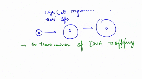 which-of-these-are-cellular-activities-that-sustain-a-single-celled-organism-through-its-lifetime-select-all-that-apply-increases-in-cell-size-and-volume-the-transmission-of-dna-to-offspring-40321
