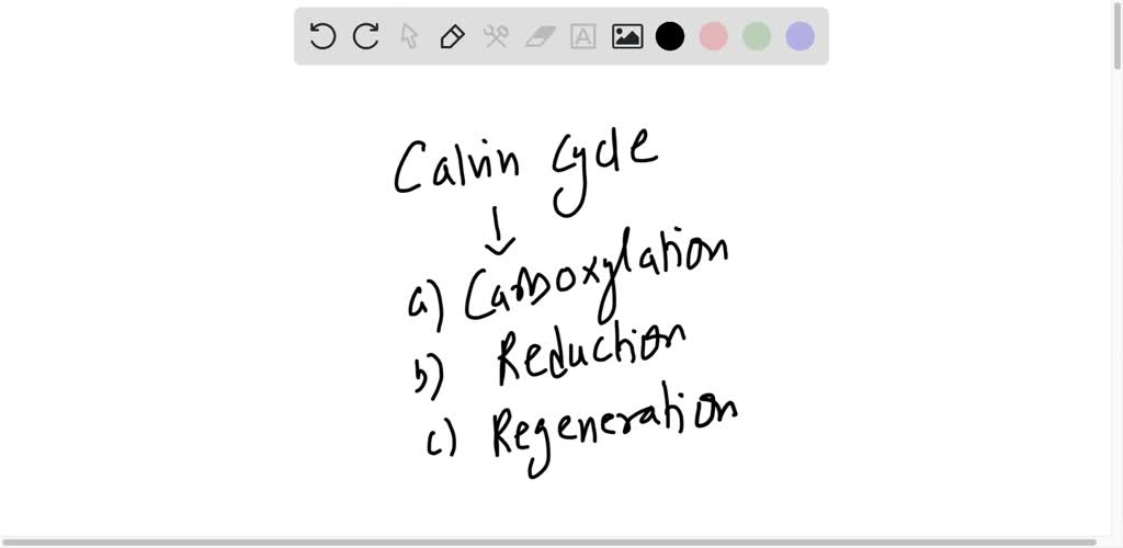 solved-the-carbon-reactions-aka-calvin-cycle-fill-in-blanks-in-the