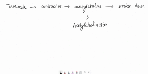 at-the-neuromuscular-junction-group-of-answer-choices-to-terminate-contraction-acetylcholine-is-broken-down-by-acetylcholinesterase-at-the-muscle-cell-membrane-opening-of-muscarinic-acetylch-01581
