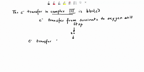 if-electron-transfer-in-complex-iii-is-blocked-by-antimycin-a-what-will-occur-during-this-scenario-electron-transfer-from-succinate-to-o2-will-stop-electron-transfer-from-nadh-will-stop-atp-53225