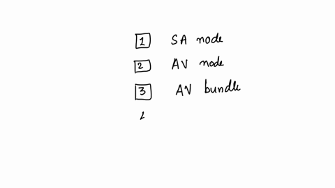 place-the-components-of-the-conducting-system-of-the-heart-in-the-proper-sequence-in-which-they-are-activatedsome-terms-may-be-20-unfamiliar-note-that-the-term-syncytium-pronounced-sin-sish-93308
