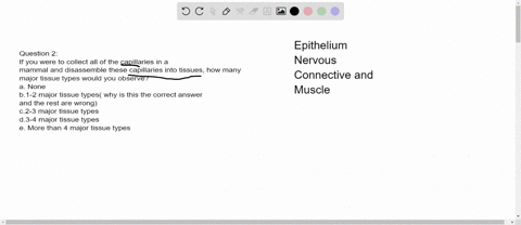 question-2-if-you-were-to-collect-all-of-the-capillaries-in-a-mammal-and-disassemble-these-capillaries-into-tissues-how-many-major-tissue-types-would-you-observe-a-none-b1-2-major-tissue-typ-15432
