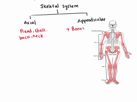 you-have-fractured-a-bone-in-your-appendicular-skeleton-which-of-the-following-did-you-injure-80838