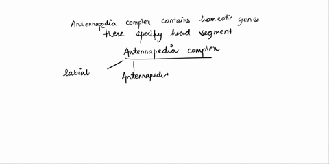 the-homeotic-mutation-antennapedia-causes-mutant-drosophila-to-have-legs-in-place-of-antennae-and-is-a-dominant-gain-of-function-mutation-what-are-the-properties-of-such-mutations-how-does-t-76244