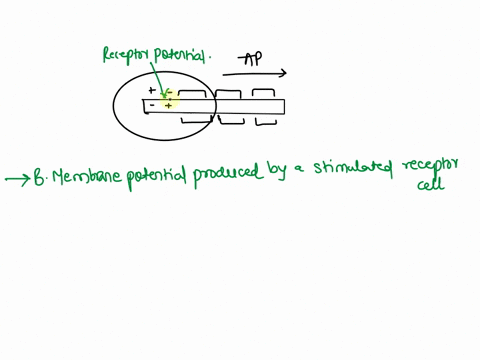the-receptor-potential-is-the_-oa-electrical-signal-produced-by-an-action-potential-b-membrane-potential-produced-by-a-stimulated-receptor-cell-c-membrane-potential-produced-at-a-muscle-cell-25721