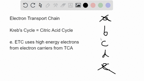 which-of-these-statements-about-the-electron-transport-chain-is-true-italso-is-known-as-the-krebs-cycle-b-it-captures-energy-in-the-atp-bonds-it-releases-energy-into-the-atp-bonds-d-it-helps-32354