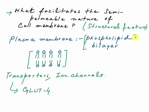 1-what-causes-the-cell-membrane-to-be-semi-permeable2-what-are-the-locations-of-the-proteins-what-effect-do-they-have-on-membrane-semi-permeability-and-transport3-give-an-example-of-a-molecu-29634