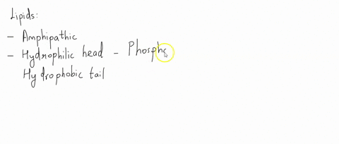 in-a-lipid-bilayer-the-______________-of-all-the-lipid-molecules-are-sandwiched-between-all-of-the-_-67185