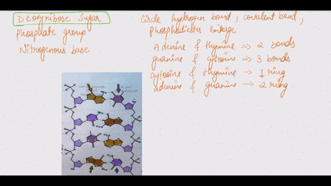 14observe-the-dna-strand-below-label-the-deoxyribose-sugar-phosphate-group-and-nitrogenous-base-circle-and-label-hydrogen-bond-and-covalent-bond-circle-and-label-phosphodiester-linkage-15ide-78665