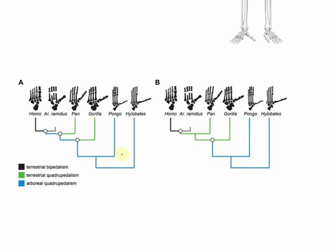 1-just-15-years-ago-all-the-hominin-fossils-we-had-suggested-that-obligate-bipedalism-was-primarily-terrestrial-today-adipithecus-a-sediba-and-recently-reported-danuvius-guggenmosi-all-show-58924