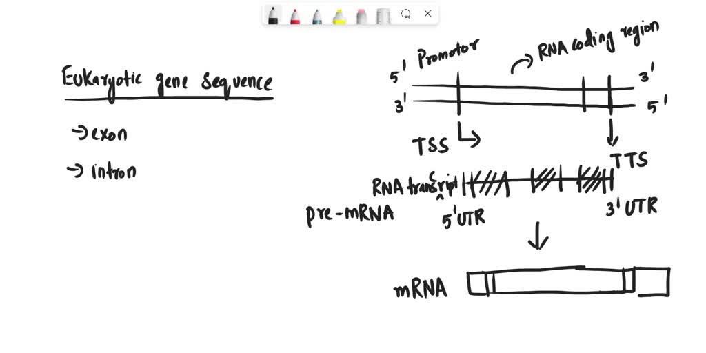 SOLVED: Draw A Typical Eukaryotic Gene And The Pre-mRNA And MRNA ...