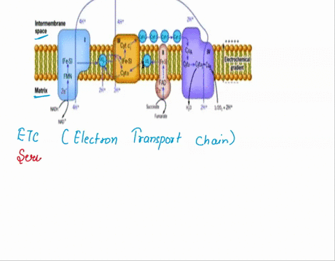 intermembrane-space-cytc-fc-si-cyte-cua-cyu-quroa-fcsl-fmm-fad-matnu-10-compe-rdh-dehydrogenase-montianl-complex-d-comolet-coaeler-m-cytochona-bci-succnale-deh-d-ogenase-cytochronte-uidase-s-25554
