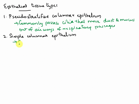 saved-help-match-the-epithelial-tissue-characteristics-with-the-tissue-type-they-match-by-dragging-the-characteristic-phrases-to-their-correct-tissue-type-pseudostratifled-columnar-epitheliu-90169