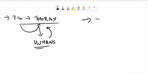 what-is-the-thoracic-region-of-the-pig-made-up-of-what-organ-system-does-the-thoracic-region-found-in-45589