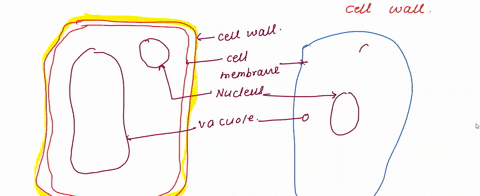 SOLVED: make sketches of animals cell and plant cell make three difference  between animals cell and plant cell