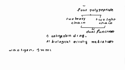 describe-the-structure-and-function-of-antibodies-2-what-is-an-antigen-how-does-your-immune-system-respond-to-an-antigen-do-you-know-your-blood-type-ifyes-please-note-it-in-your-pre-lab-ques-39932