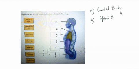 drag-the-proper-term-to-the-box-that-indicates-that-part-of-the-image-abdominal-cavily-abdominopelvic-cavity-cranial-cavity-diaphragm-spinal-cavily-pelvlc-cavity-tharadke-cavity-rasct-70719