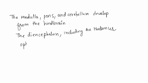 embryologically-the-brain-arises-from-the-rostral-end-of-a-tube-like-structure-that-quickly-becomes-divided-into-three-major-regions-groups-of-structures-that-develop-from-the-embryonic-brai-41818