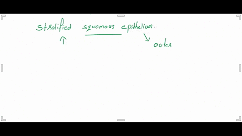 which-of-these-are-visible-characteristics-of-stratified-squamous-epithelium-select-all-that-apply-view-available-hints-select-all-that-apply-stratified-squamous-epithelium-is-always-adjacen-85683