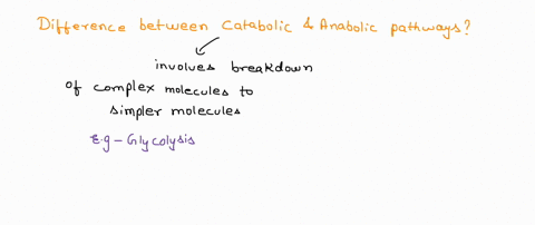 the-breakdown-of-glucose-during-glycolysis-produces-a-series-of-smaller-intermediates-that-can-be-used-as-building-blocks-in-alternative-metabolic-pathways-distinguish-between-catabolic-and-80446