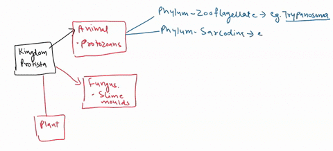 dichotomous-key-rubric-criteria-ratings-pts-includes-all-taxa-2-pts-includes-all-taxa-genera-are-italicized-or-underlined-1-pts-follow-key-format-either-indented-or-bracketed-format-3-pts-na-95777