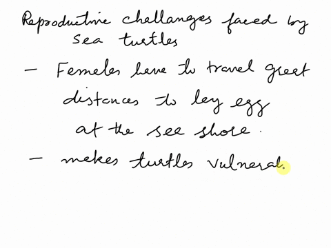 what-reproductive-challenges-do-female-sea-turtles-face-13998