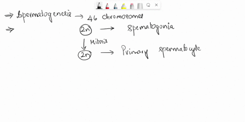 which-of-the-following-cells-contain-46-chromosomes-a-spermatids-b-sperm-cells-c-secondary-spermatocytes-d-primary-spermatocytes-78534