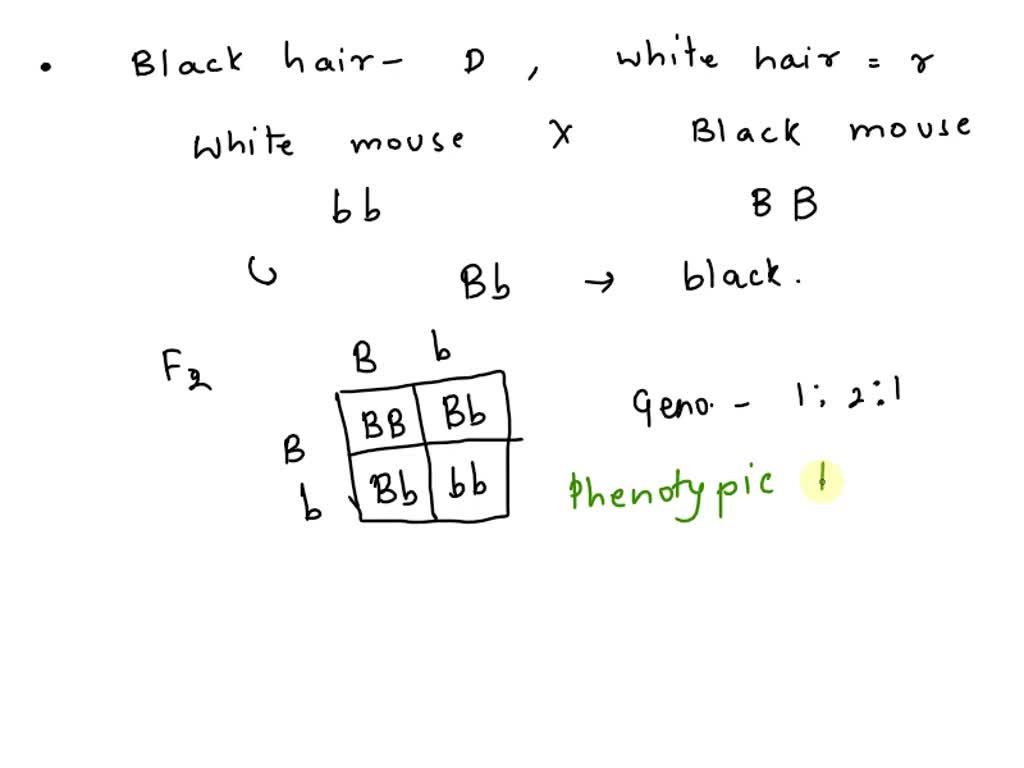 SOLVED: In mice, black hair (B) is dominant to white hair (b). A white