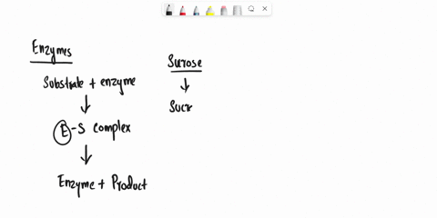 in-your-own-words-describe-the-catalytic-cycle-of-an-enzyme-use-the-enzyme-sucrase-as-an-example-08204