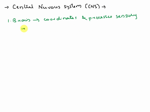 what-are-the-components-of-the-cns-what-is-the-function-of-each-81699
