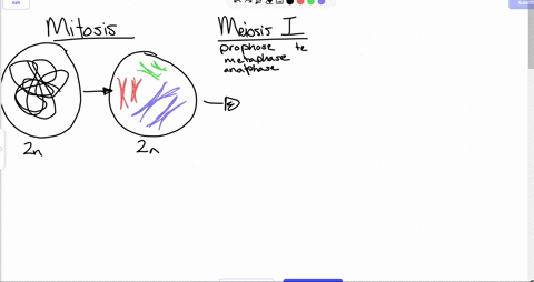 below-that-draw-two-diagrams-that-illustrate-the-two-different-ways-the-chromosomes-could-line-up-in-metaphase-of-meiosis-in-the-f1-product-of-fusion-of-those-chromosomesalleles-that-vou-jus-55375