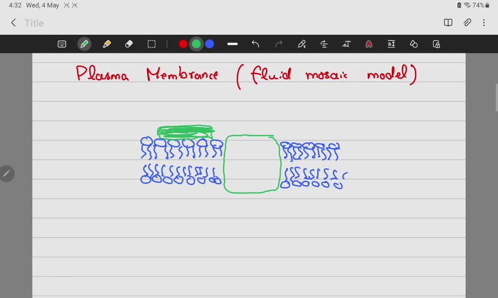 SOLVED Question 15 (2 points) Select ALL parts of the plasma membrane