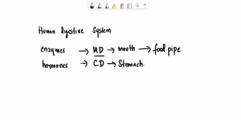 which-enzyme-breaks-down-starch-to-maltose-in-the-duodenum-p-213-pancreatic-amylase-trypsin-maltase-salivary-amylase-80413