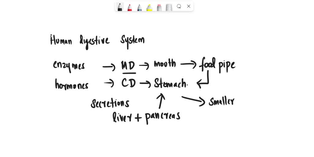 SOLVED Which enzyme breaks down starch to maltose in the duodenum? (p