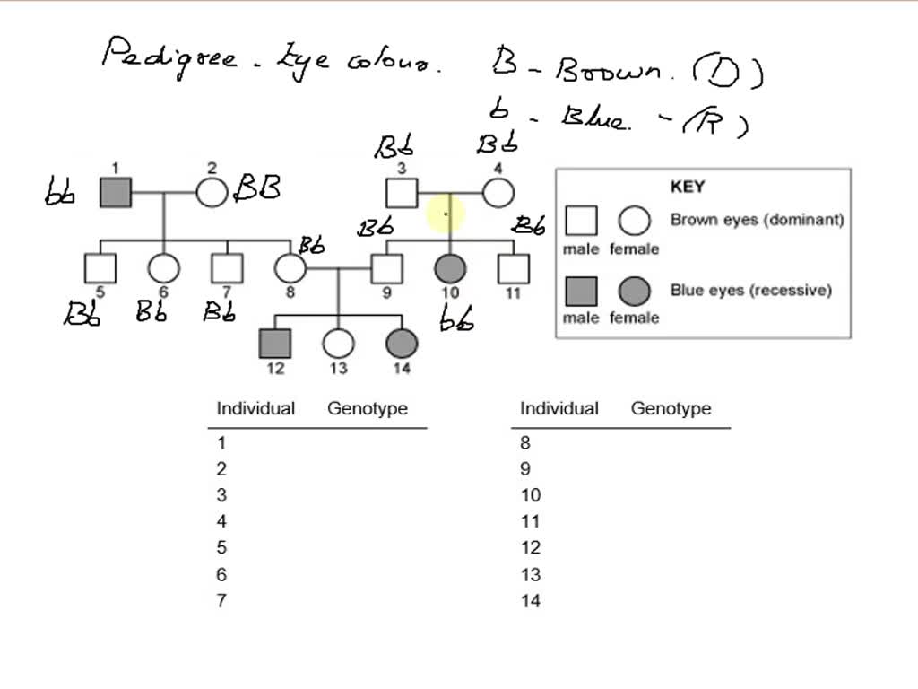 Use the pedigree below to complete the following table. Eye color is not sex-linked.  When