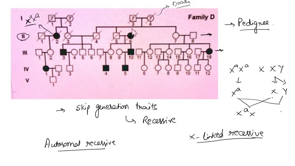 In the pedigree shown, standard symbols are used The slash indicates a