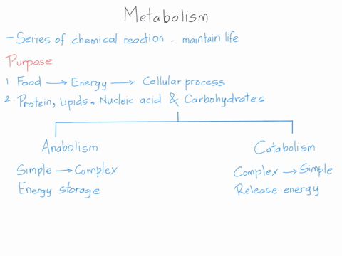 discuss-the-following-define-metabolism-in-relation-to-energy-production-and-food-intake-define-and-discuss-catabolism-and-anabolism-what-is-atp-why-is-it-called-the-energy-currency-of-the-c-53887