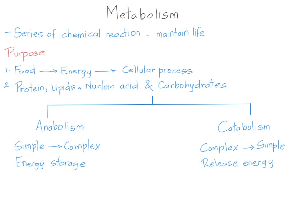 Refrigerar Redundante Mucama SOLVED: Explain the term metabolism and compare and contrast anabolism with  catabolism. Define the term metabolite.