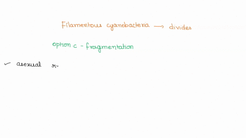 filamentous-cyanobacteria-often-divide-by-which-of-the-following-a-budding-b-mitosis-c-fragmentation-06545