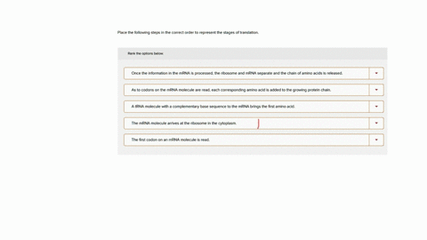 place-the-following-steps-in-the-correct-order-to-represent-the-stages-of-translation-rank-the-options-below-once-the-information-in-the-mrna-is-processed-the-ribosome-and-mrna-separate-and-45787